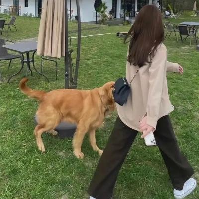 白马的奇迹